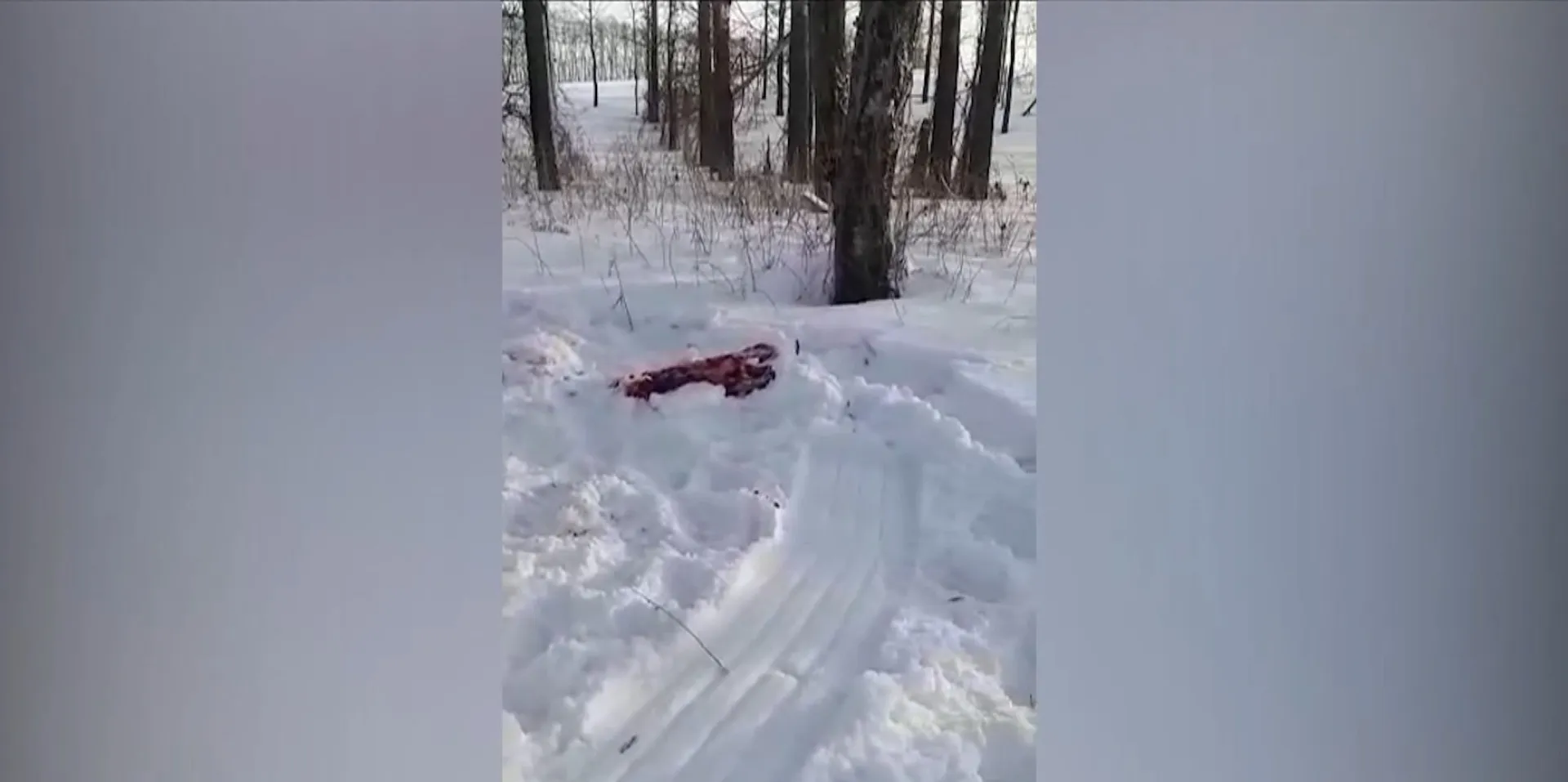 Соцсети: в охотничьем хозяйстве «Алжетранс» в Алтайском крае отстреливают лосей Соцсети: в охотничьем хозяйстве «Алжетранс» в Алтайском крае отстреливают лосей