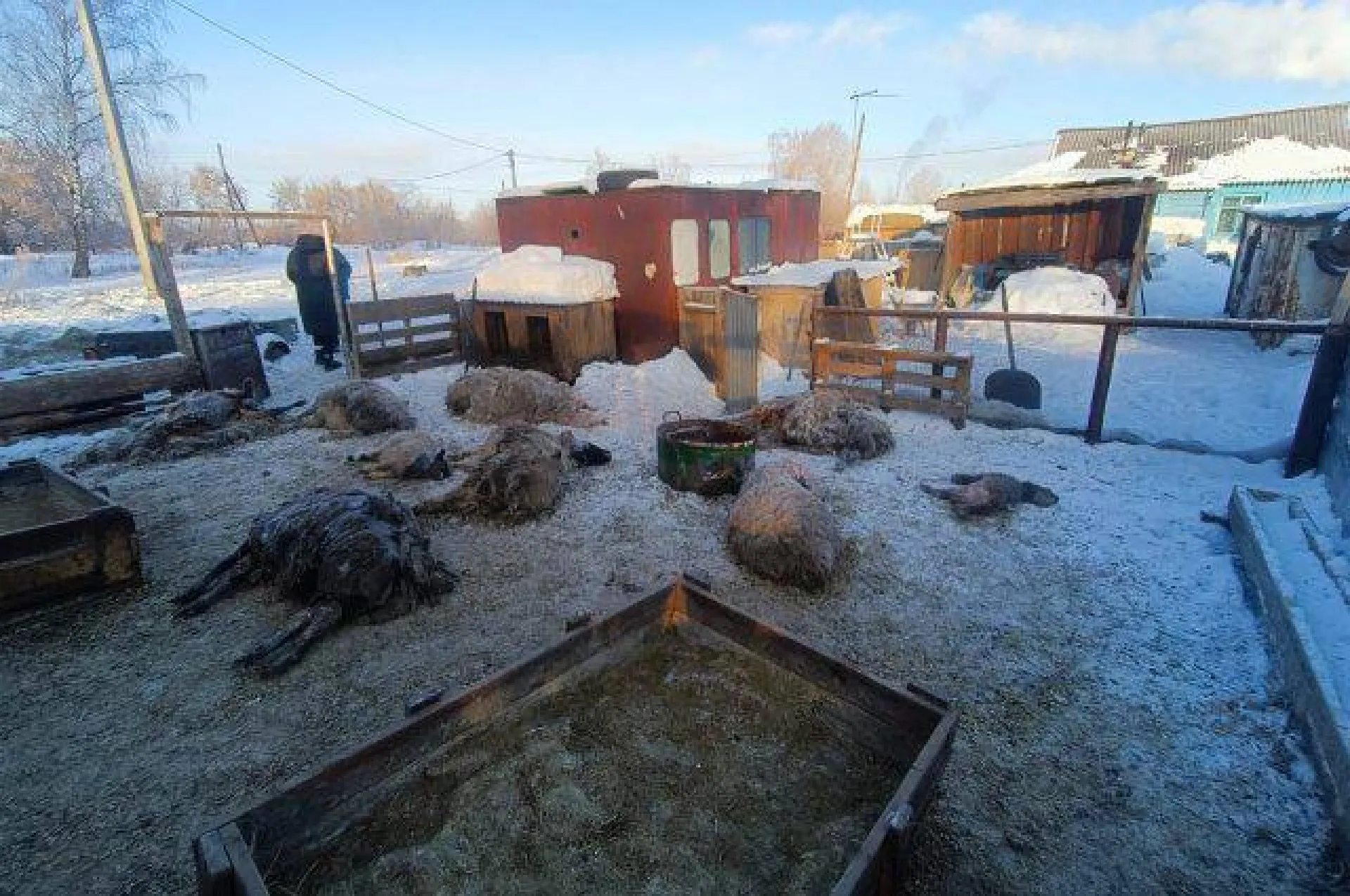 Прокуратура Алтайского края организовала проверку после смерти 28 овец на домашнем подворье в Барнауле Прокуратура Алтайского края организовала проверку после смерти 28 овец на домашнем подворье в Барнауле
