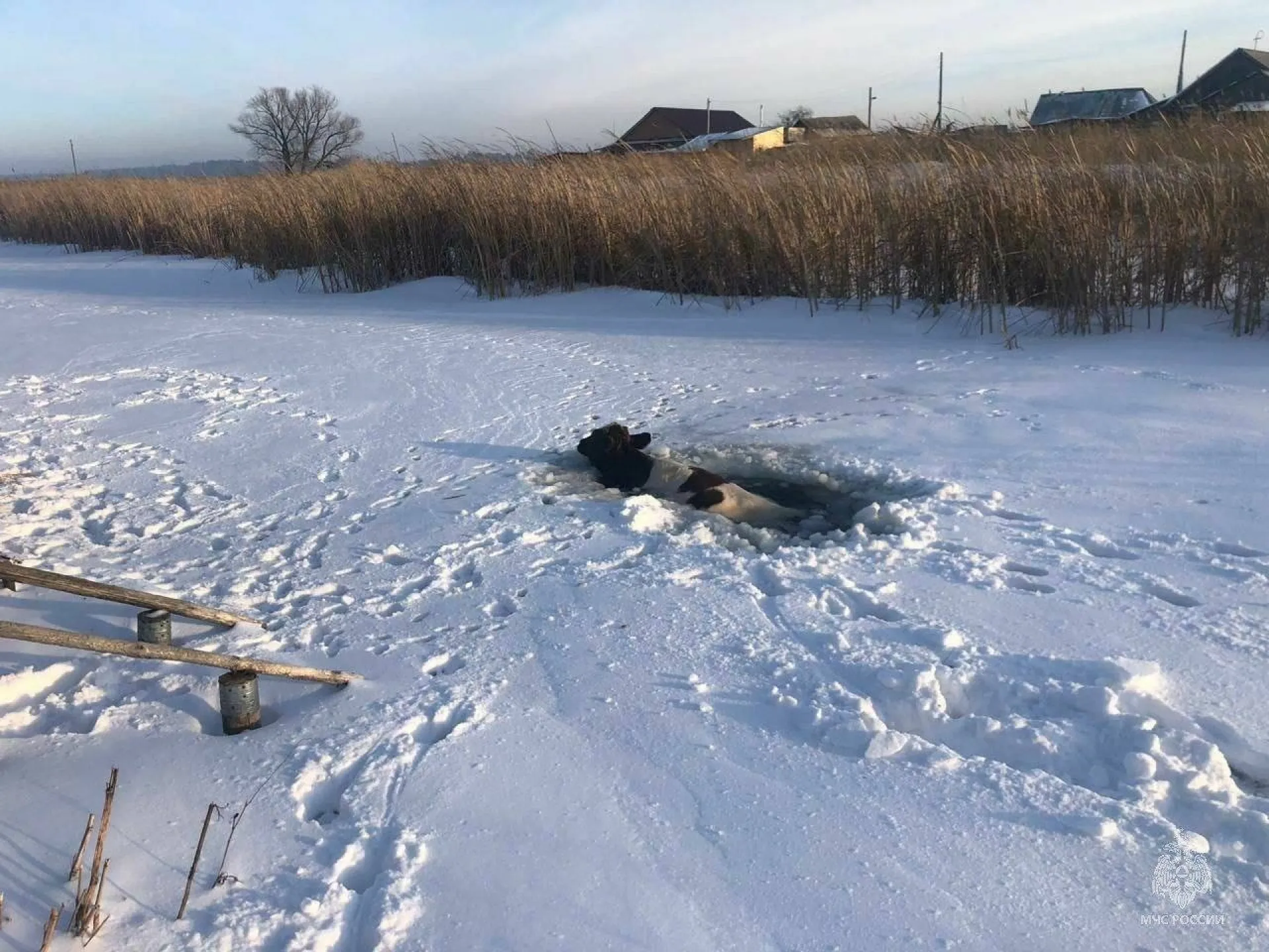 Корова провалилась под лёд в Алтайском крае Корова провалилась под лёд в Алтайском крае