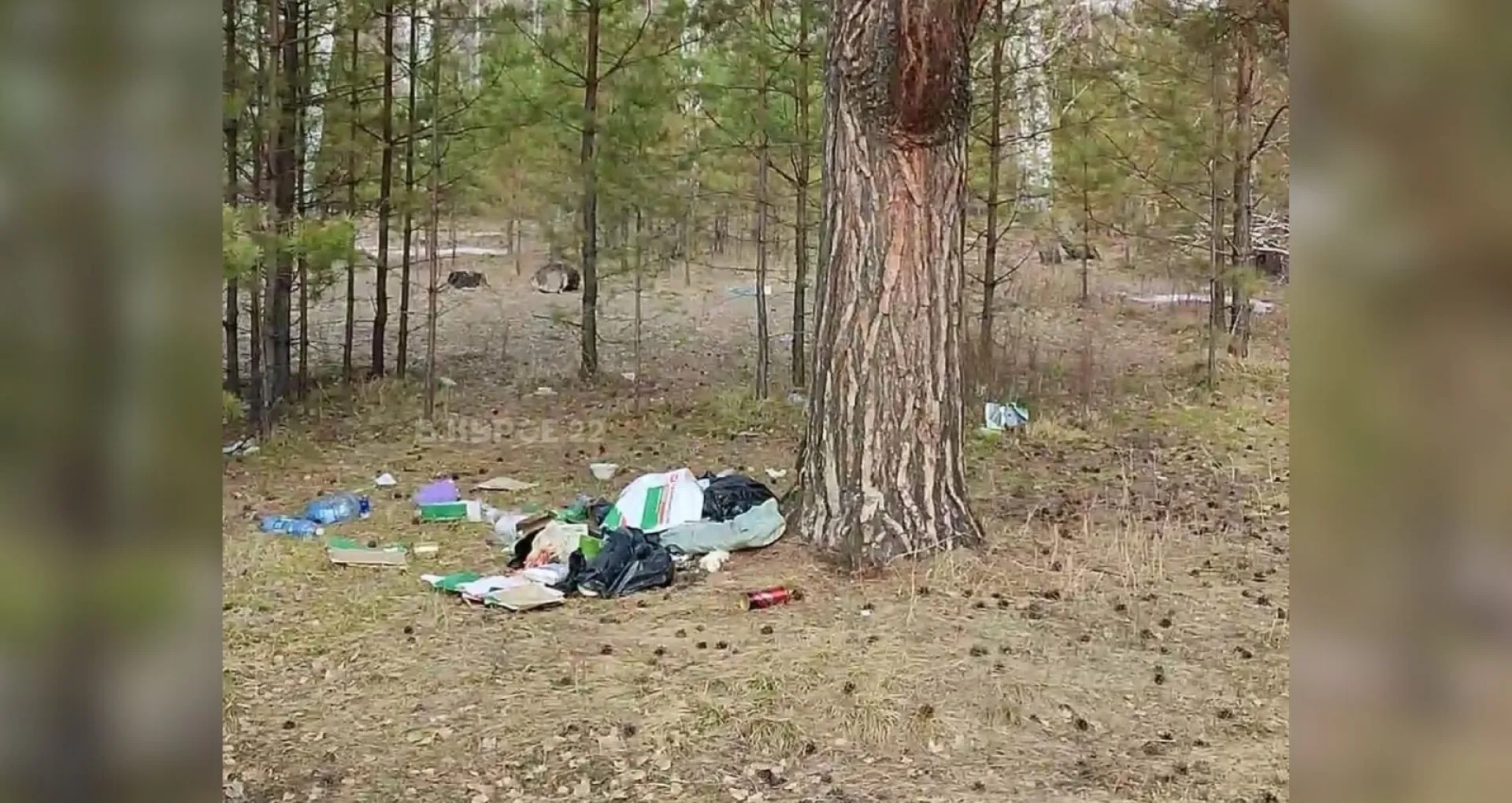 Пожар едва не произошел из-за отдыхающих в лесу Алтайского края Пожар едва не произошел из-за отдыхающих в лесу Алтайского края