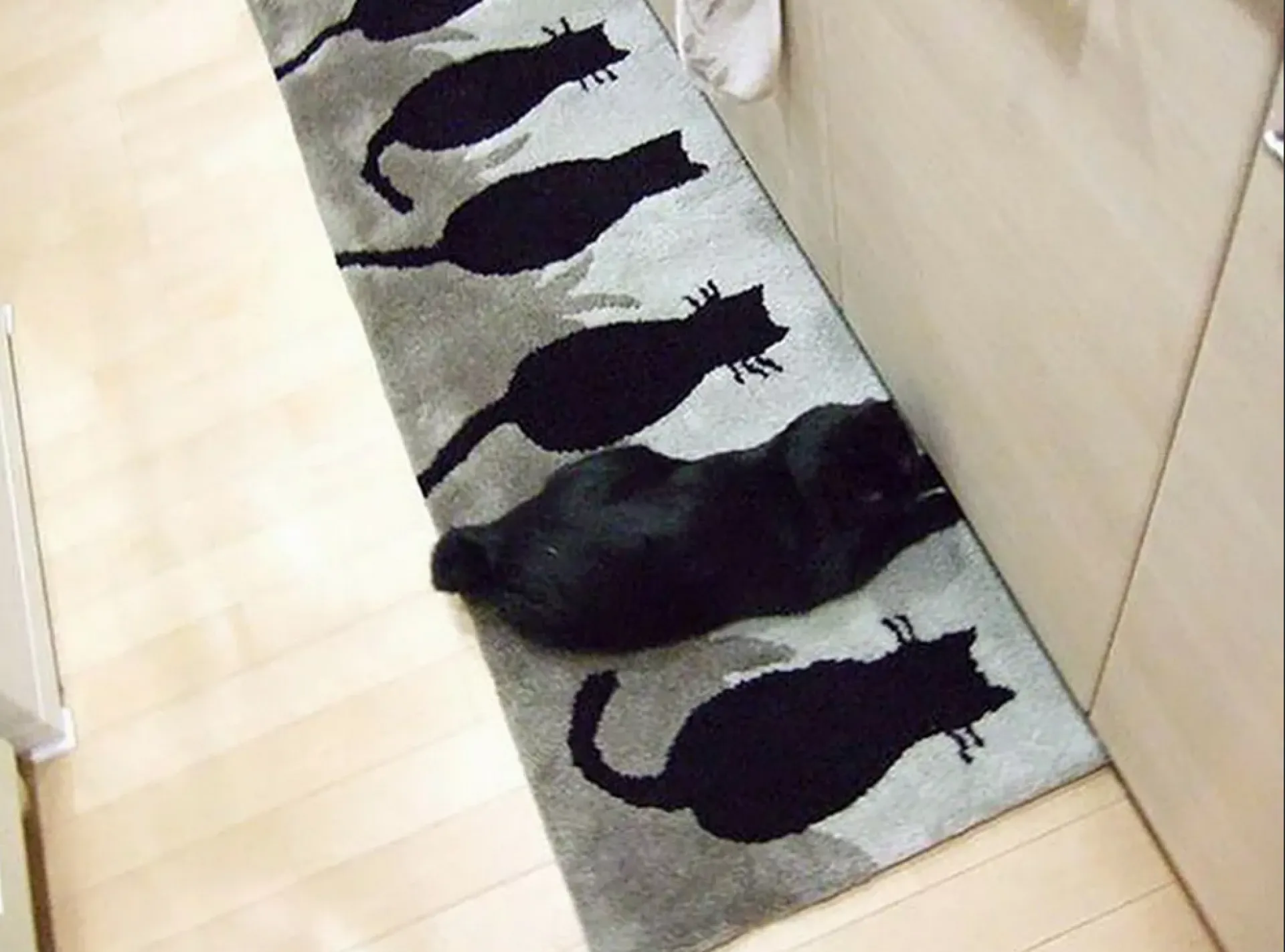Фотоподборка: найди кота Фотоподборка: найди кота