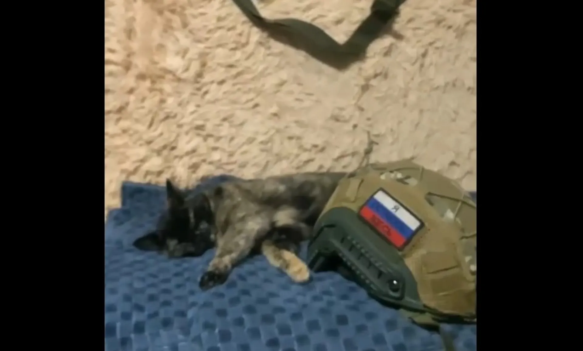Хвостатая помощница оберегает алтайских бойцов на передовой Хвостатая помощница оберегает алтайских бойцов на передовой