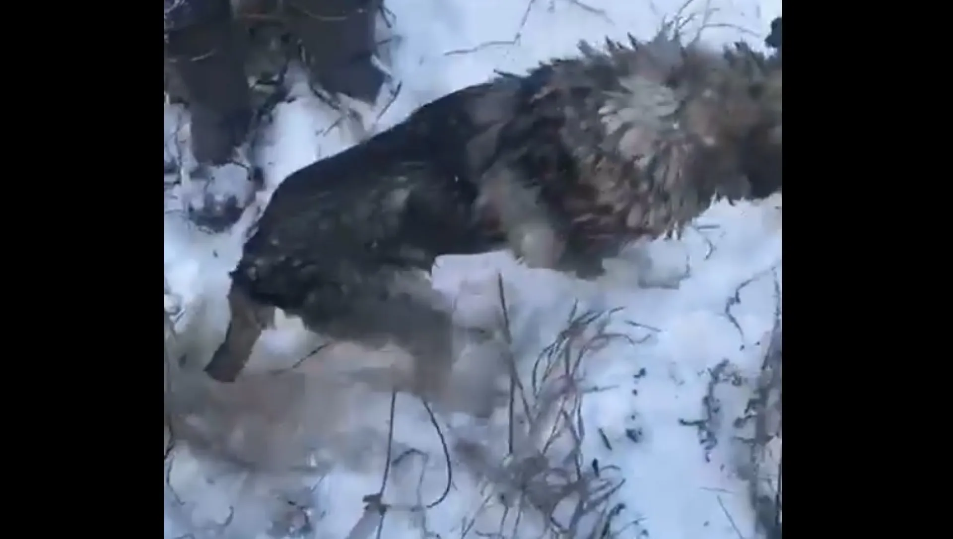 Замерзающую собаку спасли из колодца в Камне-на-Оби Замерзающую собаку спасли из колодца в Камне-на-Оби