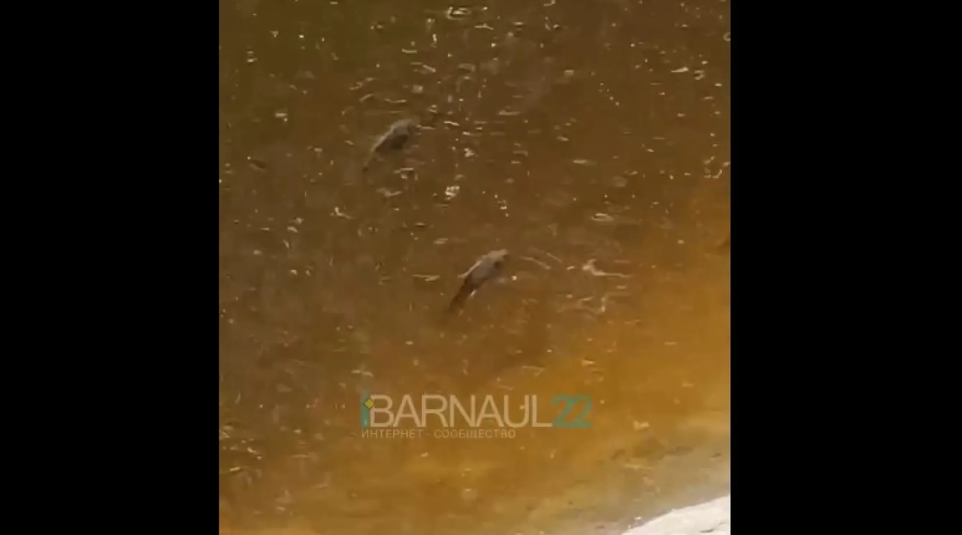 Пробы воды взяли из Барнаулки после сообщения о мертвой рыбе Пробы воды взяли из Барнаулки после сообщения о мертвой рыбе