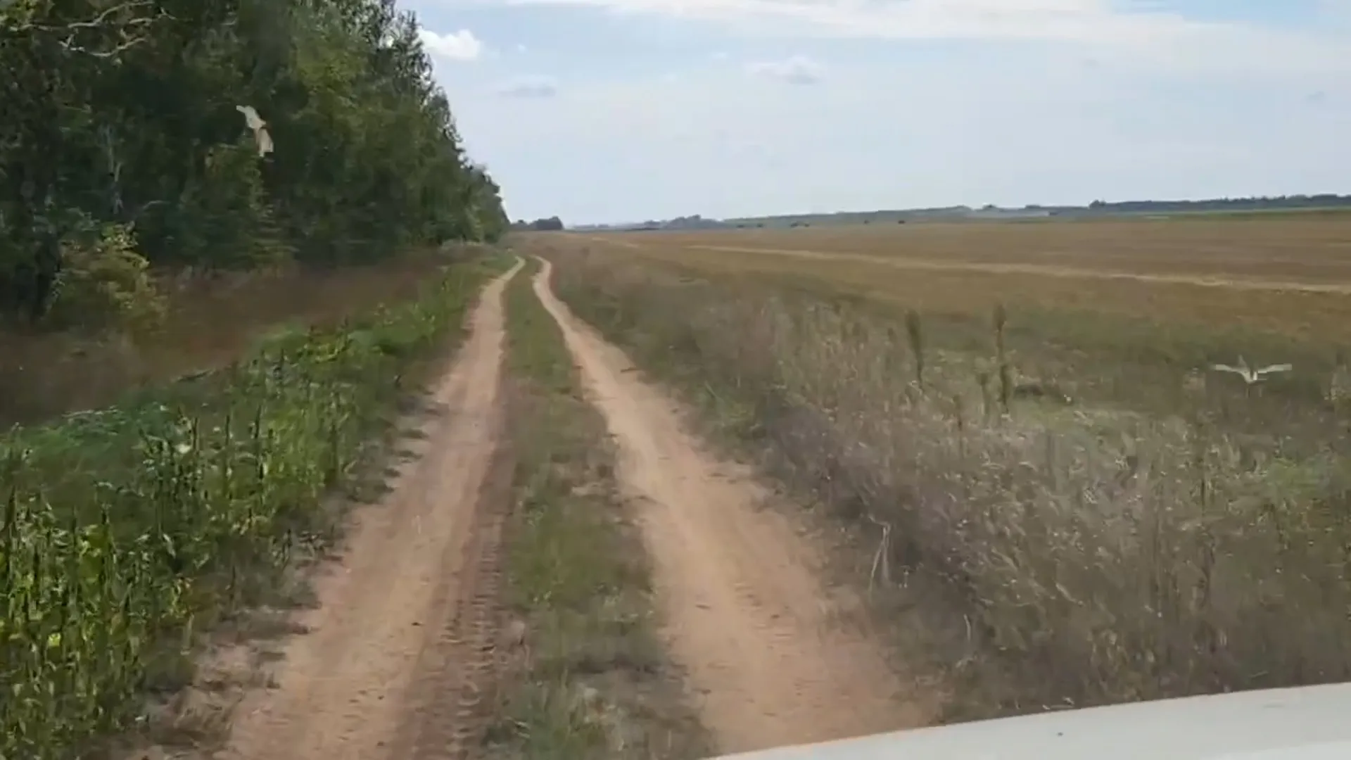 Огромное количество перелётной саранчи сняли на видео в Алтайском крае Огромное количество перелётной саранчи сняли на видео в Алтайском крае