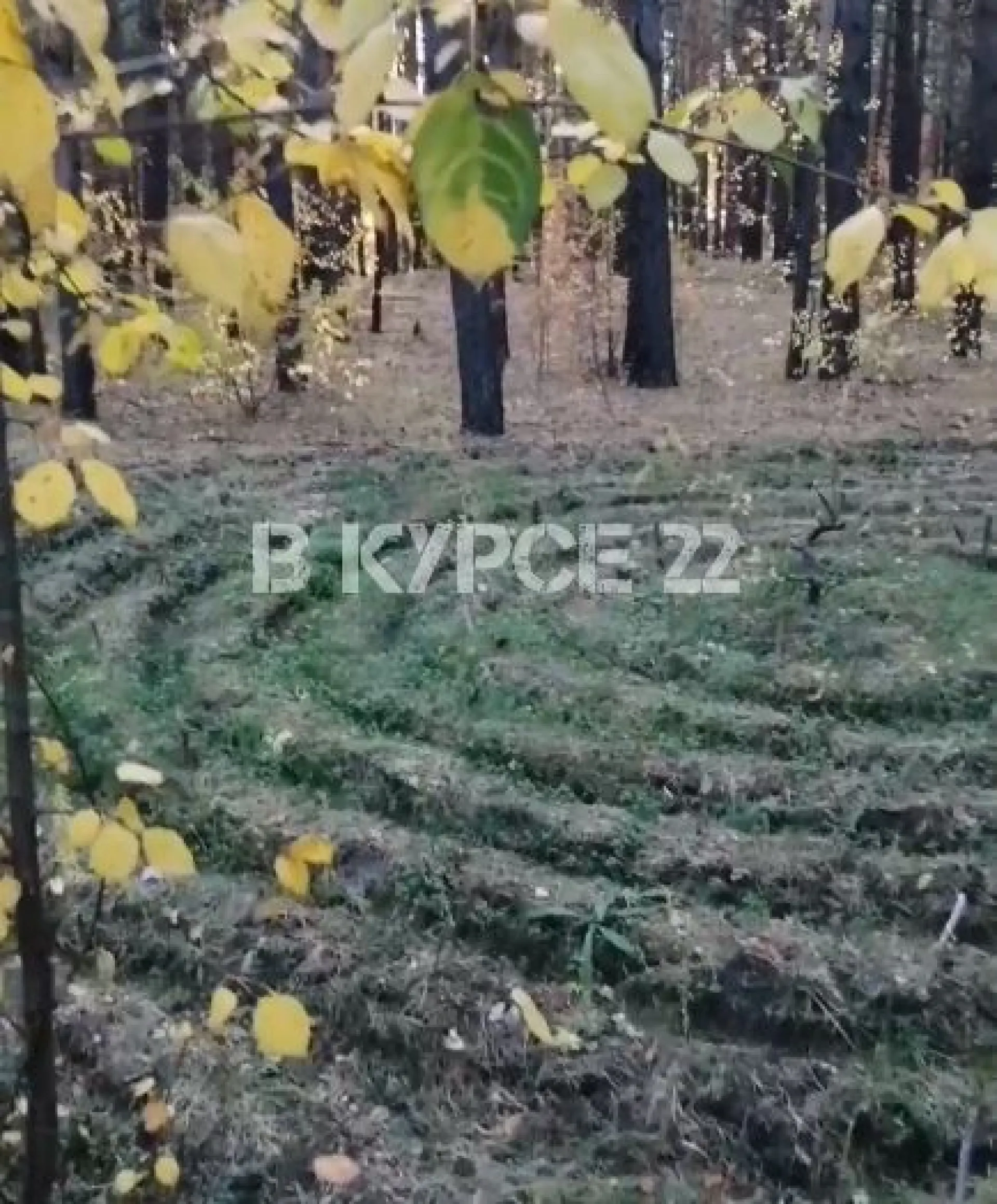 Барнаулец нашел спиральный лабиринт в лесу Барнаулец нашел спиральный лабиринт в лесу