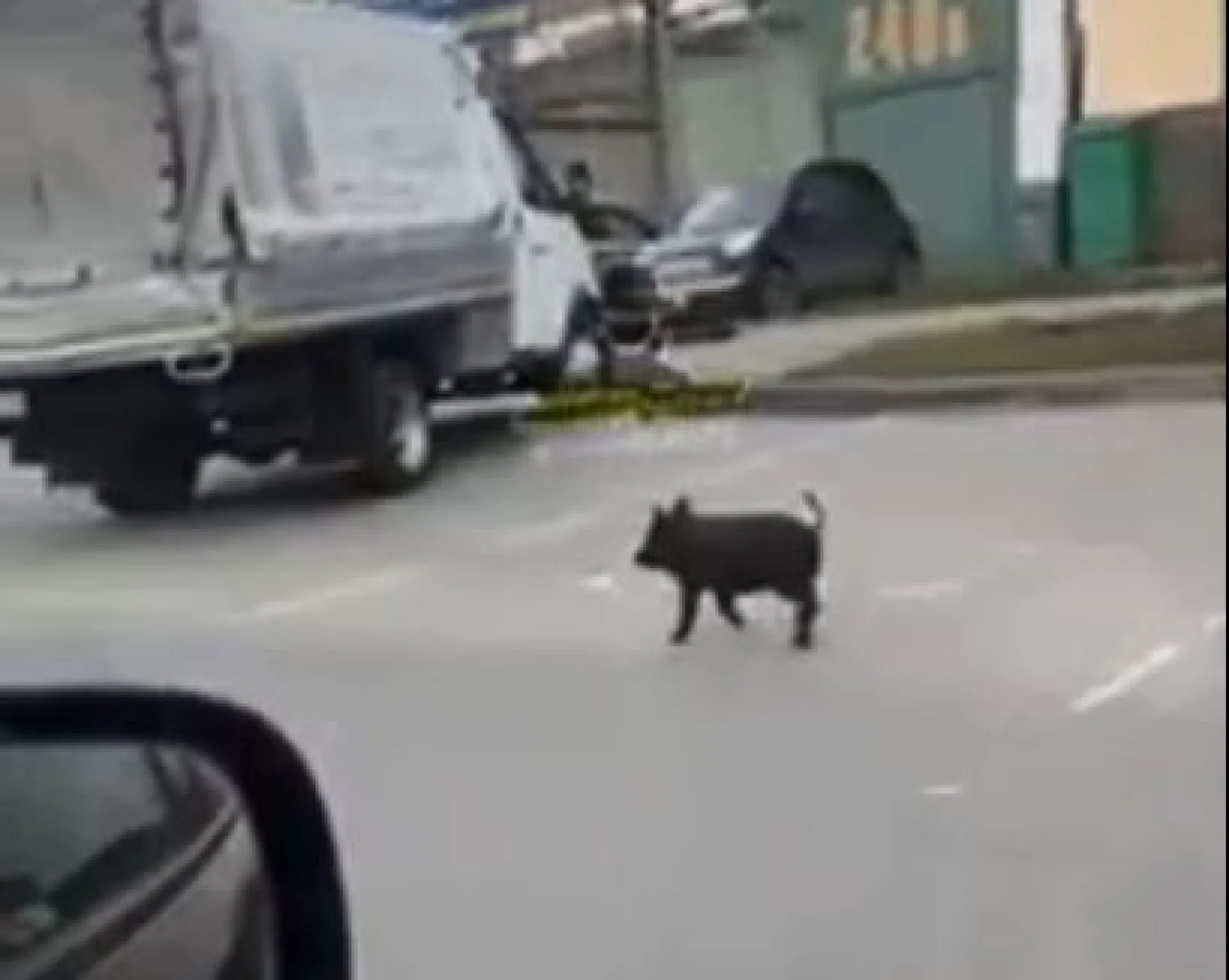 Люди заметили беспризорного поросенка на улицах Барнаула Люди заметили беспризорного поросенка на улицах Барнаула