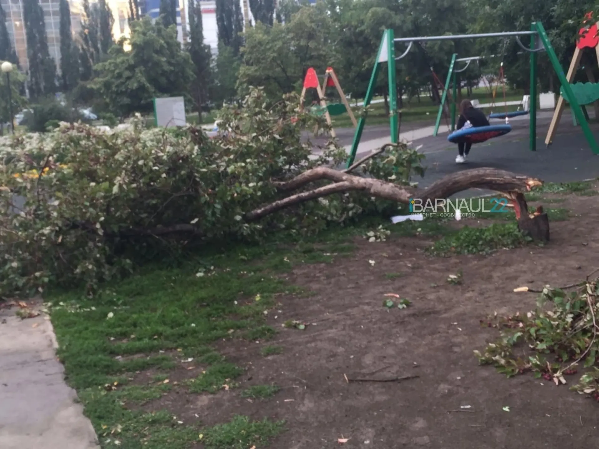 Обвалившееся дерево сломало ногу ребёнку в Барнауле Обвалившееся дерево сломало ногу ребёнку в Барнауле