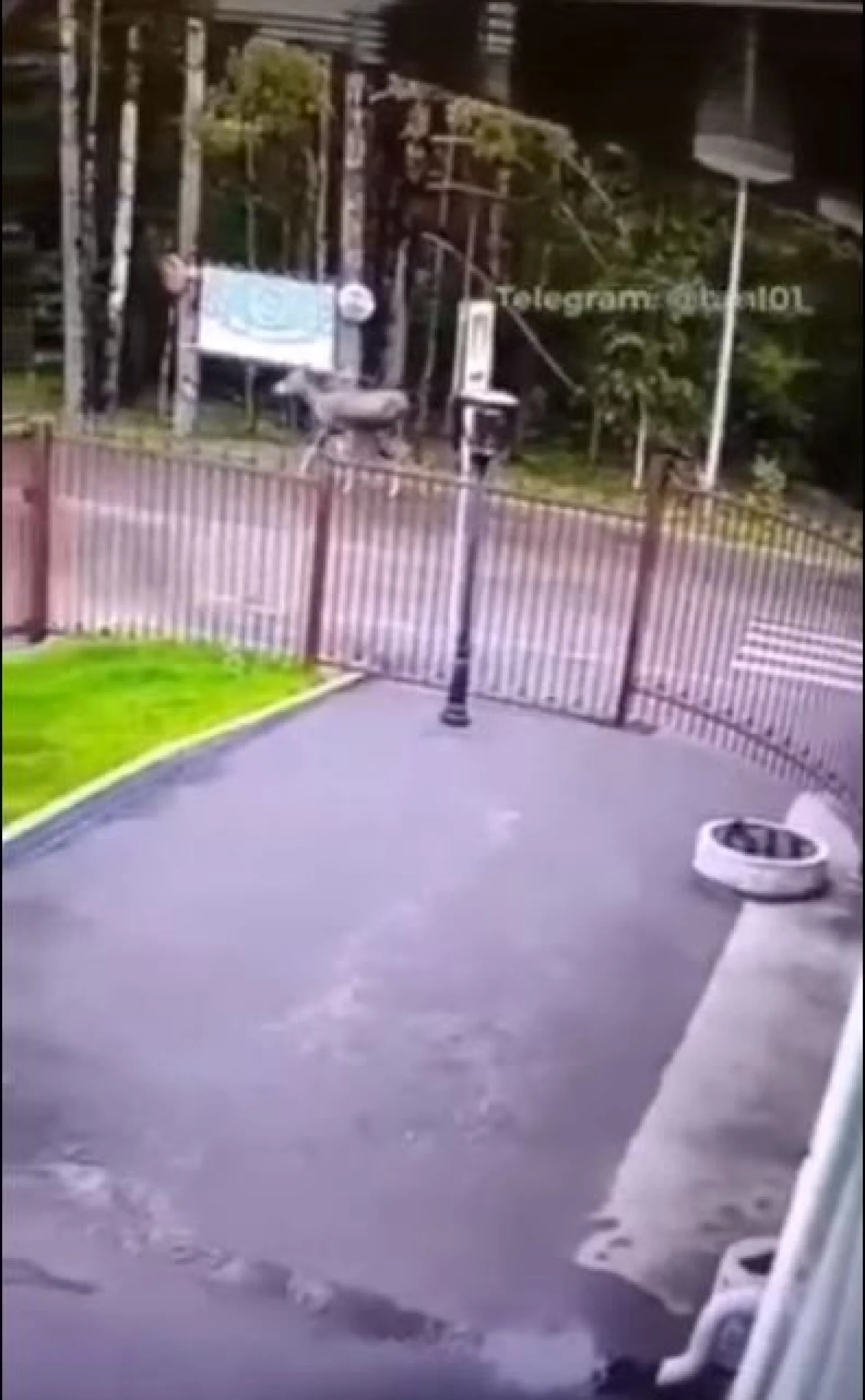Два лося вальяжно прогуливаются возле базы «Динамо» в Барнауле Два лося вальяжно прогуливаются возле базы «Динамо» в Барнауле