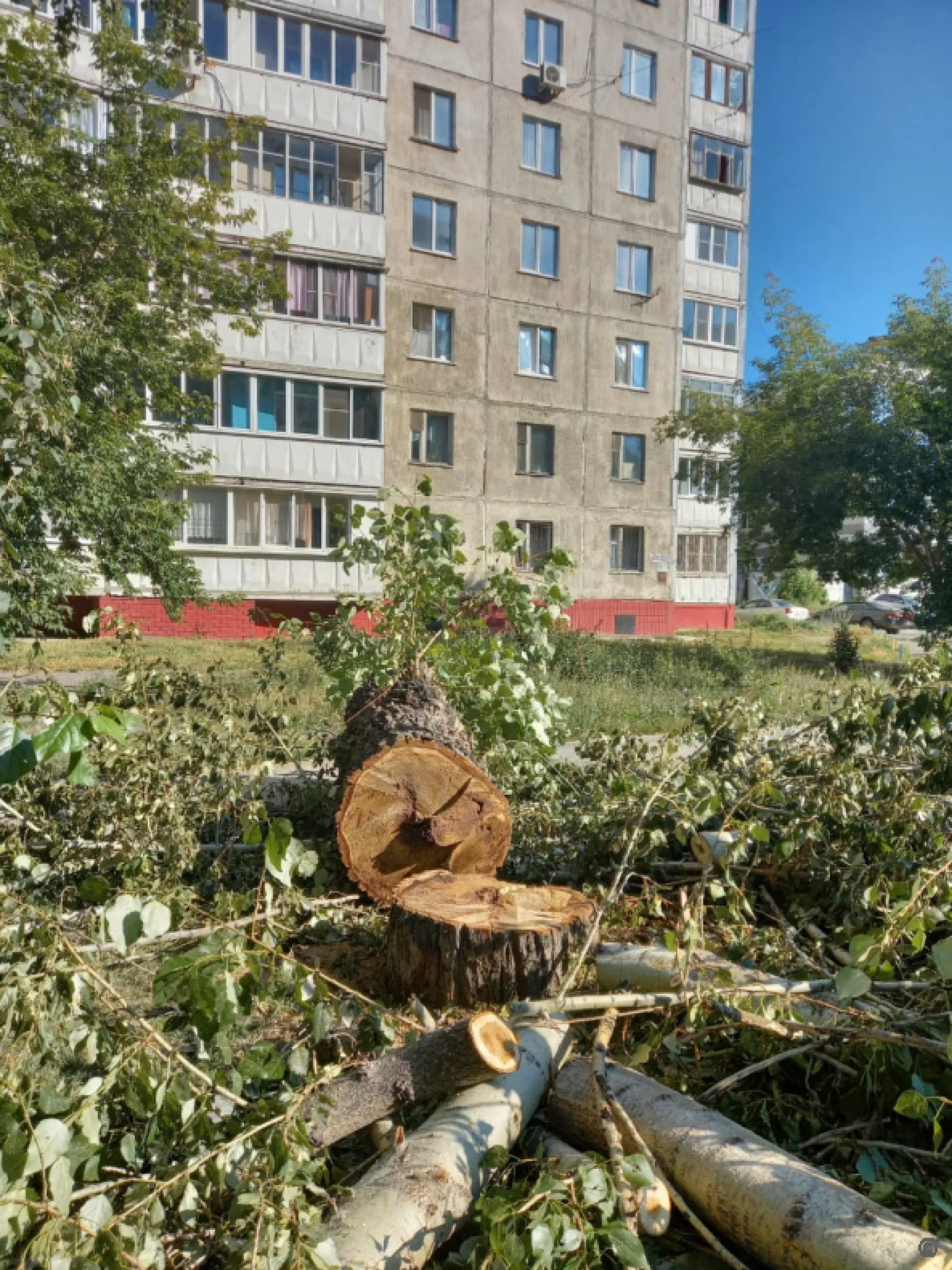 Ветвисты и очень опасны: почти 700 деревьев снесут в Барнауле до конца 2022 года Ветвисты и очень опасны: почти 700 деревьев снесут в Барнауле до конца 2022 года