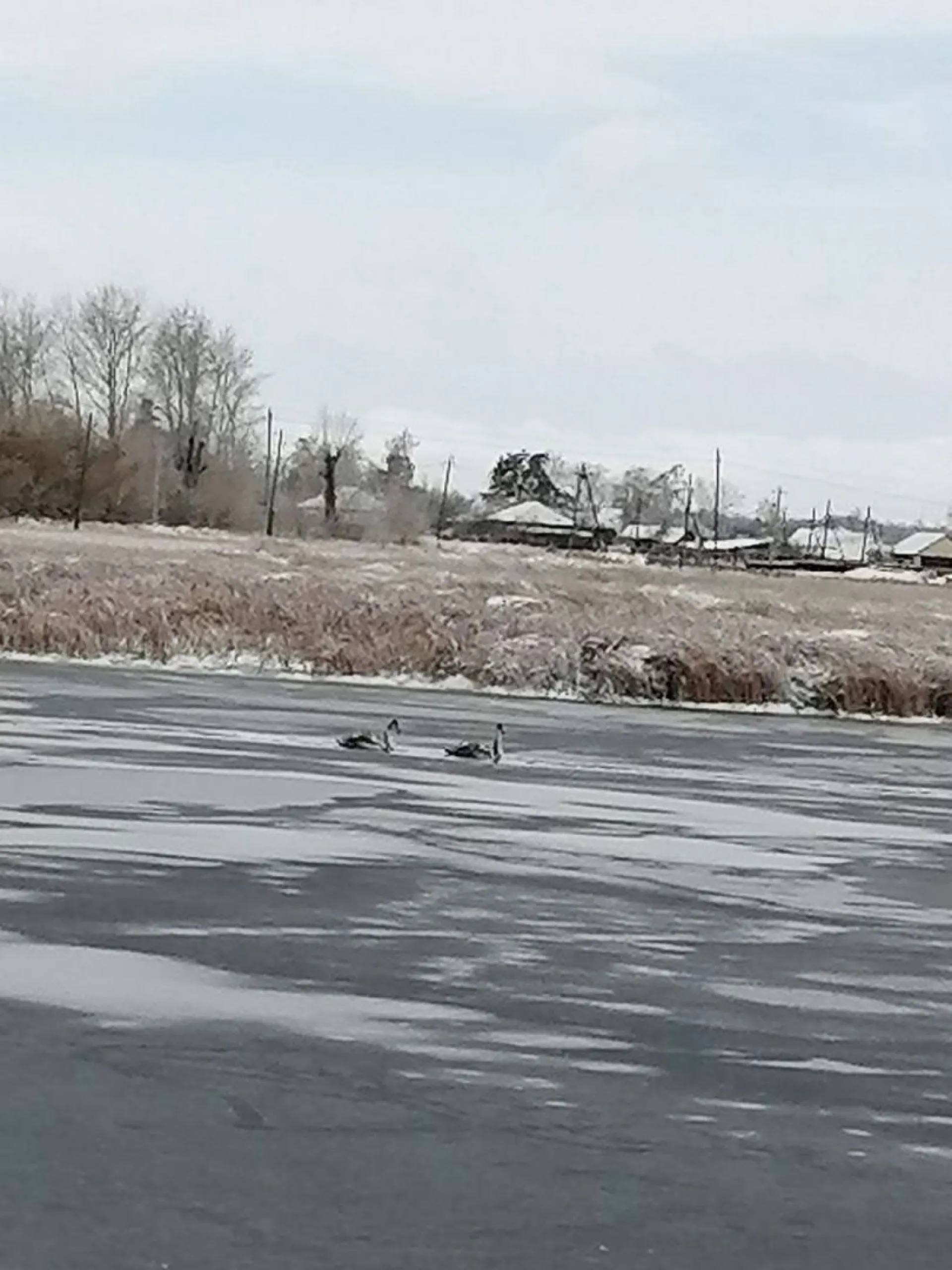 Очередная пара лебедей осталась на замерзающем водоеме в Баевском районе Очередная пара лебедей осталась на замерзающем водоеме в Баевском районе