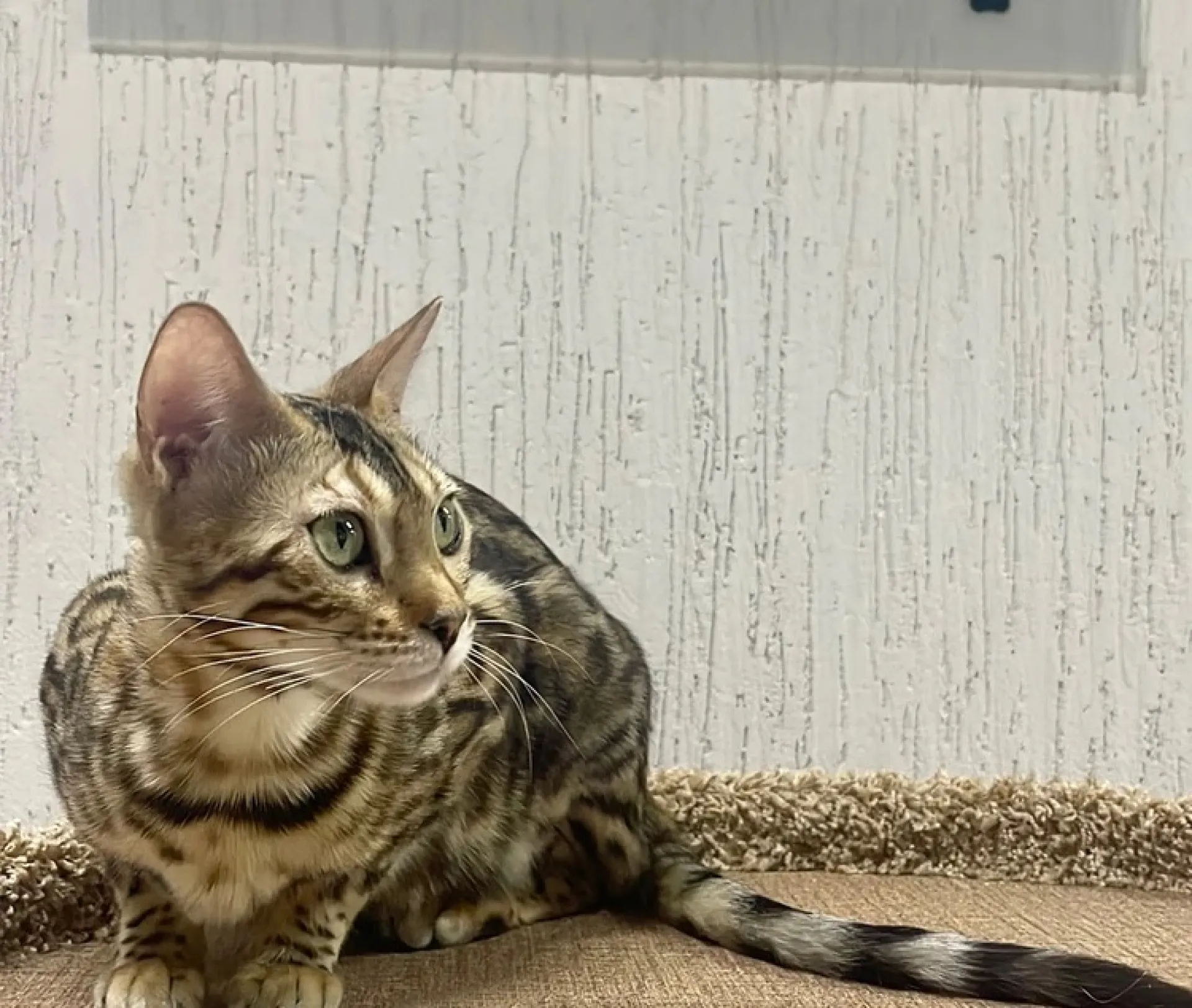 В барнаульской компании трудоустроили кошку 😻 В барнаульской компании трудоустроили кошку 😻