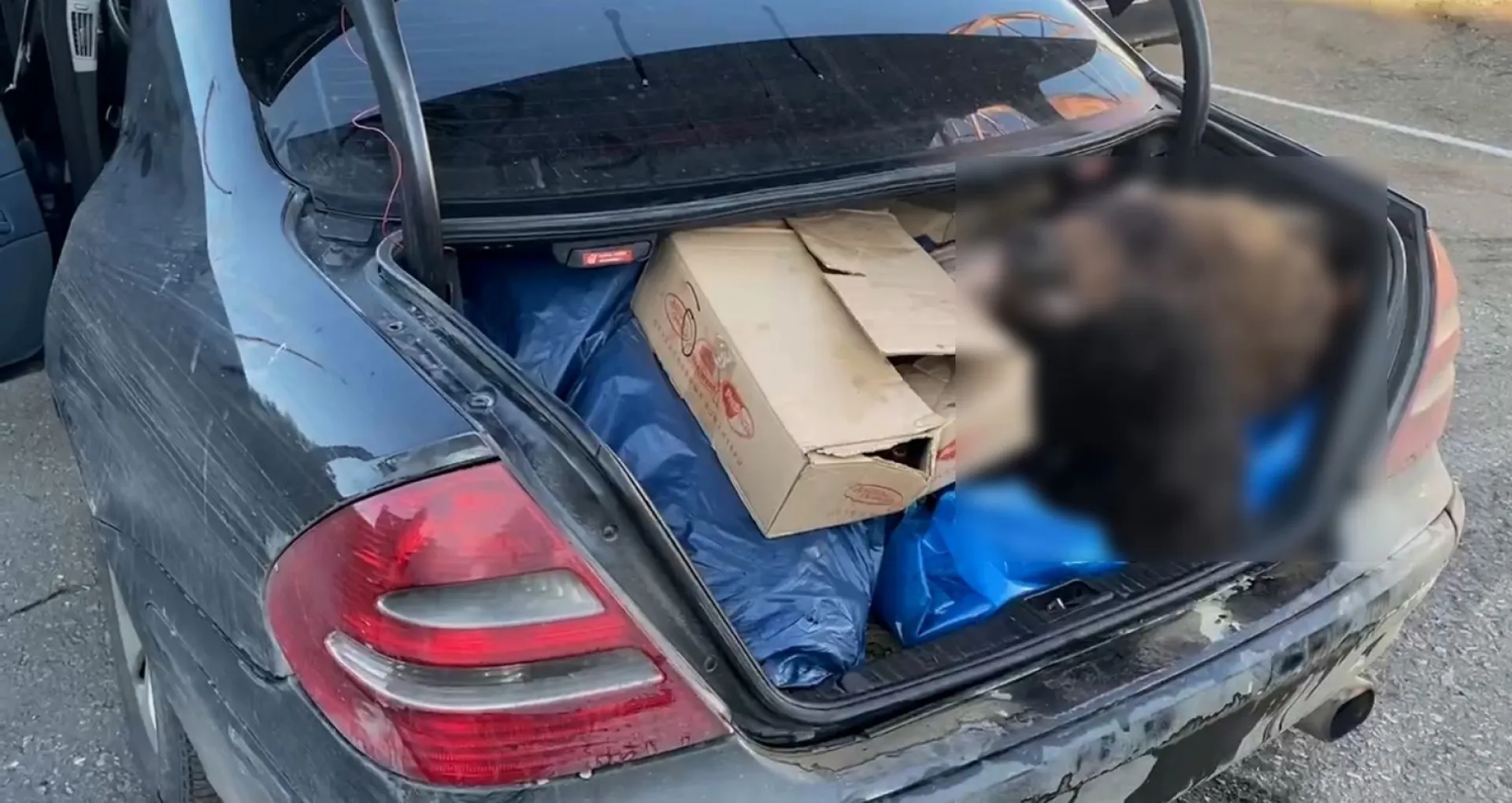 Расчлененного бурого медведя пытались вывезти из Алтайского края Расчлененного бурого медведя пытались вывезти из Алтайского края