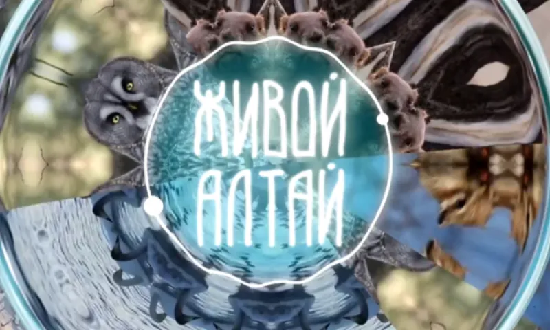 «Живой Алтай»: лесостепной сурок