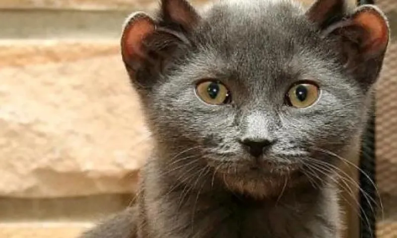Кот Йода с четырьмя ушами стал звездой соцсетей