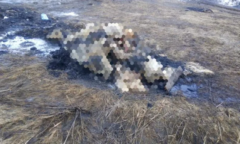 Свалку мёртвых поросят обнаружили в Алтайском крае