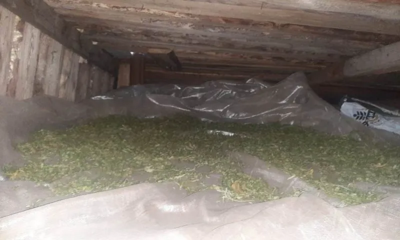 Полицейские конфисковали у запасливого пенсионера более килограмма марихуаны в Алтайском крае