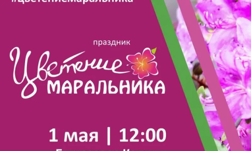Праздник «Цветение маральника»: что посмотреть, чем заняться и как добраться?