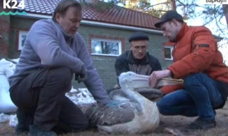 Спасенных пеликанов выпустили в природу в Алтайском крае