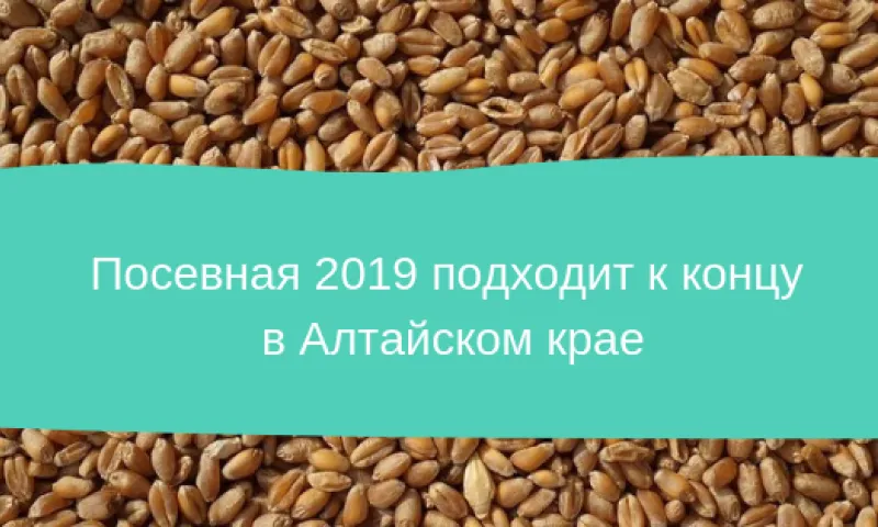 Посевная – 2019 подходит к концу в Алтайском крае