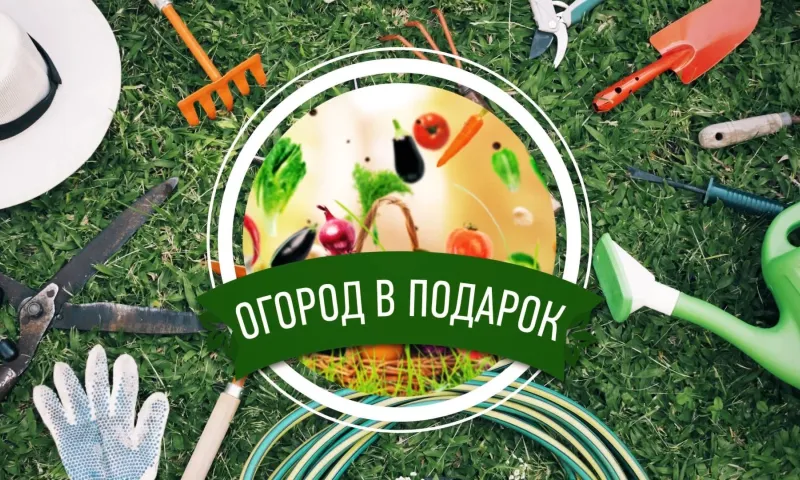 «Огород в подарок»: как ухаживать за фиалками в домашних условиях